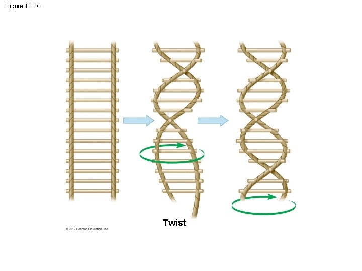 Figure 10. 3 C Twist 