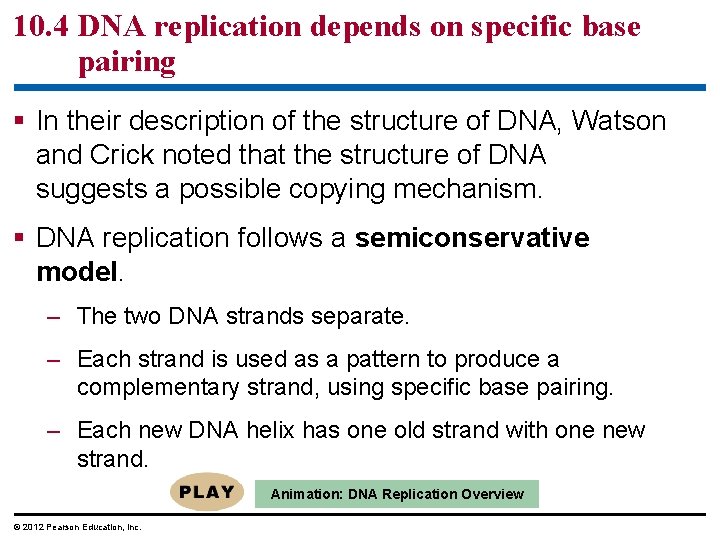 10. 4 DNA replication depends on specific base pairing § In their description of