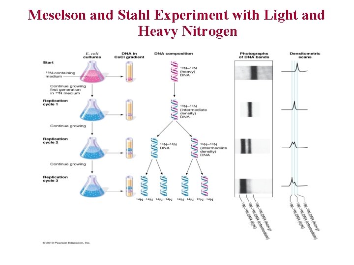 Meselson and Stahl Experiment with Light and Heavy Nitrogen 