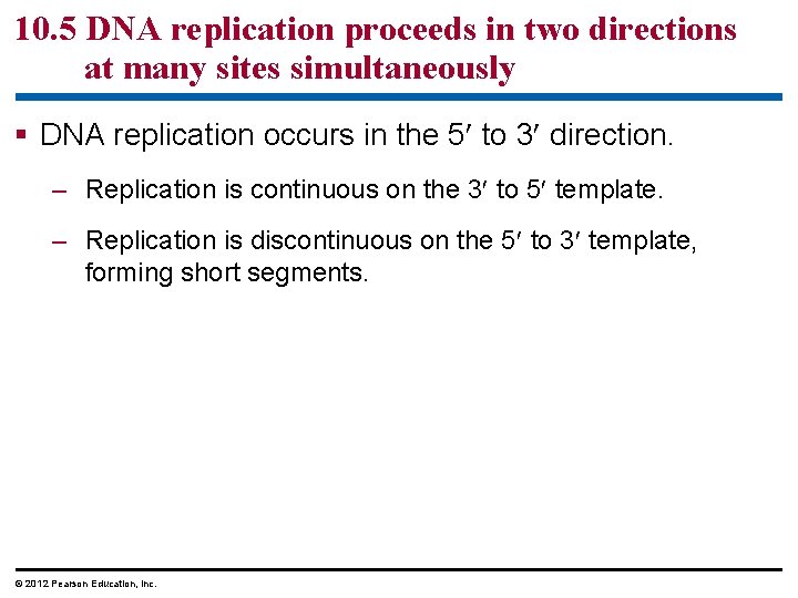 10. 5 DNA replication proceeds in two directions at many sites simultaneously § DNA