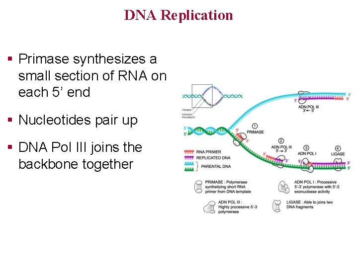 DNA Replication § Primase synthesizes a small section of RNA on each 5’ end