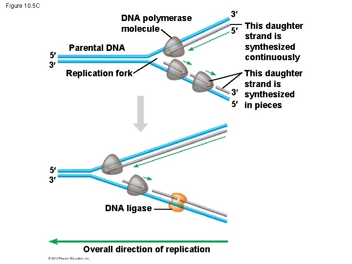 Figure 10. 5 C DNA polymerase molecule 5 3 Parental DNA Replication fork 5