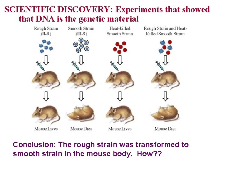 SCIENTIFIC DISCOVERY: Experiments that showed that DNA is the genetic material Conclusion: The rough