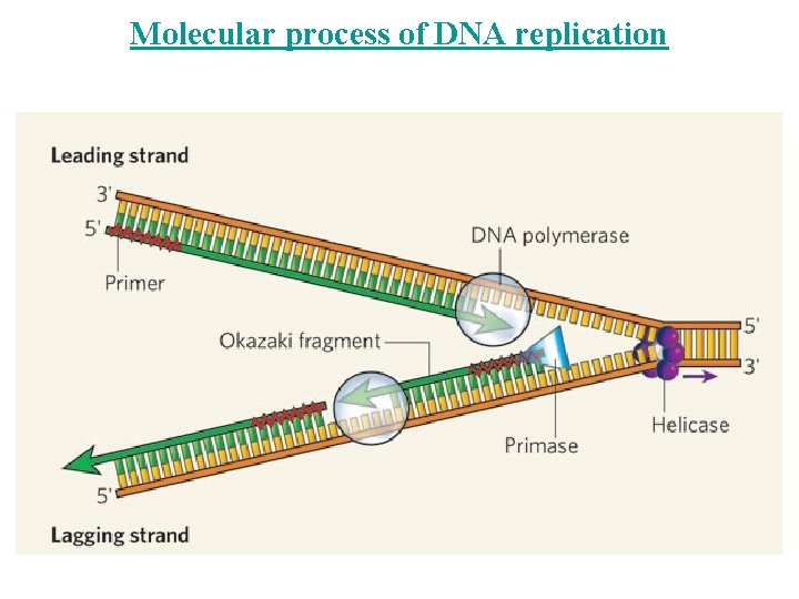 Molecular process of DNA replication 