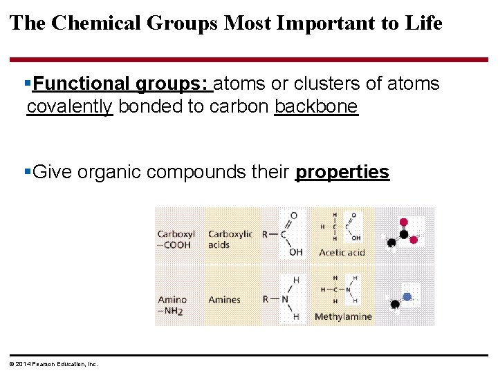 The Chemical Groups Most Important to Life §Functional groups: atoms or clusters of atoms