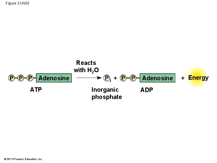 Figure 3. UN 03 Reacts with H 2 O Adenosine ATP © 2014 Pearson