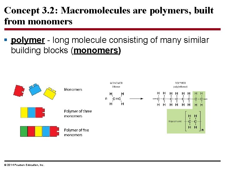 Concept 3. 2: Macromolecules are polymers, built from monomers § polymer - long molecule