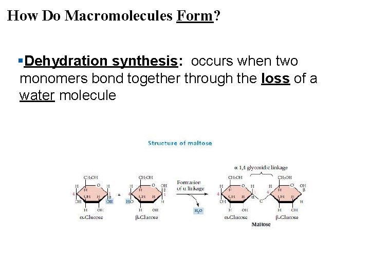 How Do Macromolecules Form? §Dehydration synthesis: occurs when two monomers bond together through the