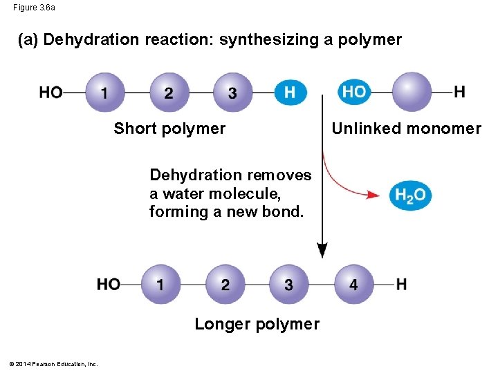 Figure 3. 6 a (a) Dehydration reaction: synthesizing a polymer Short polymer Dehydration removes