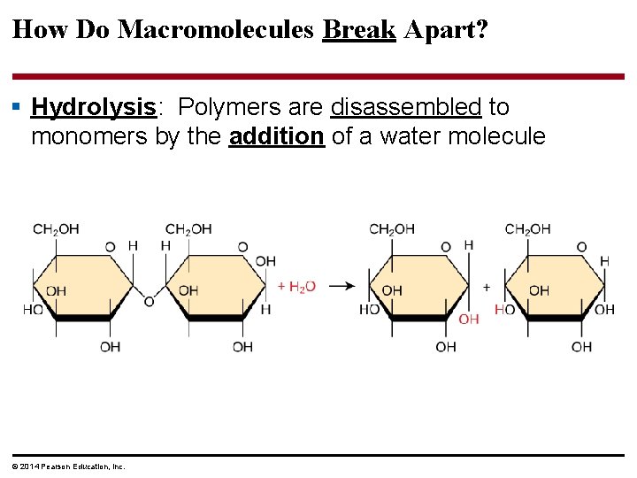 How Do Macromolecules Break Apart? § Hydrolysis: Polymers are disassembled to monomers by the