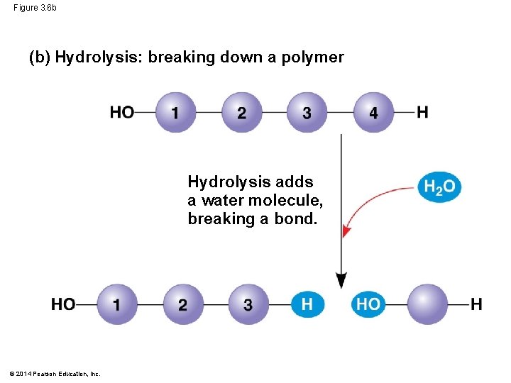 Figure 3. 6 b (b) Hydrolysis: breaking down a polymer Hydrolysis adds a water