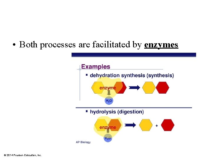  • Both processes are facilitated by enzymes © 2014 Pearson Education, Inc. 