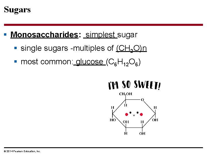 Sugars § Monosaccharides: simplest sugar § single sugars -multiples of (CH 2 O)n §