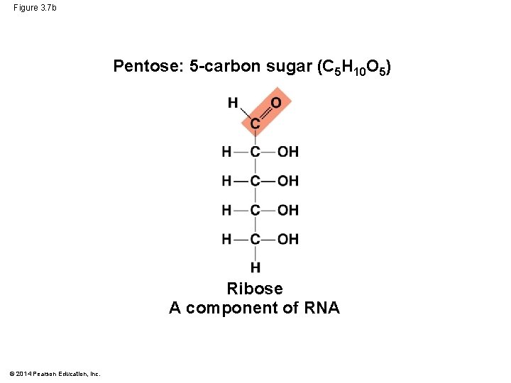 Figure 3. 7 b Pentose: 5 -carbon sugar (C 5 H 10 O 5)