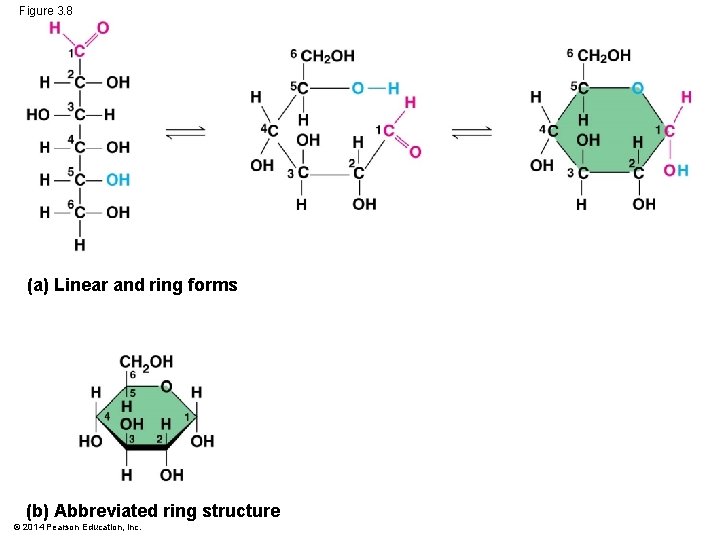 Figure 3. 8 (a) Linear and ring forms (b) Abbreviated ring structure © 2014