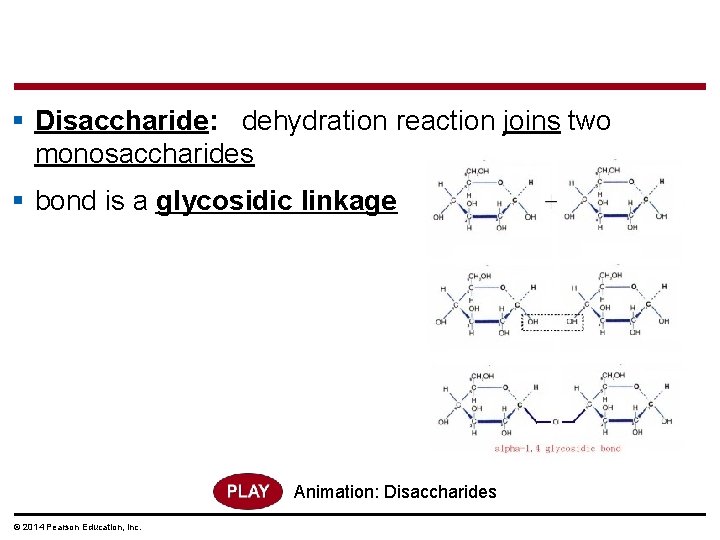 § Disaccharide: dehydration reaction joins two monosaccharides § bond is a glycosidic linkage Animation: