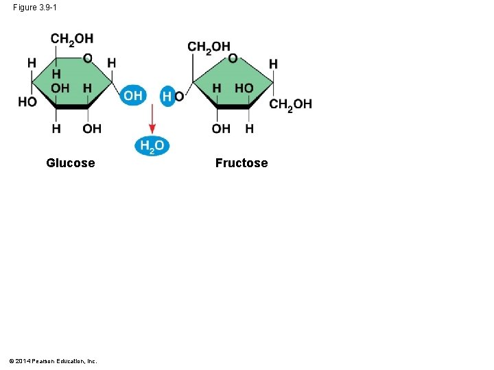 Figure 3. 9 -1 Glucose © 2014 Pearson Education, Inc. Fructose 