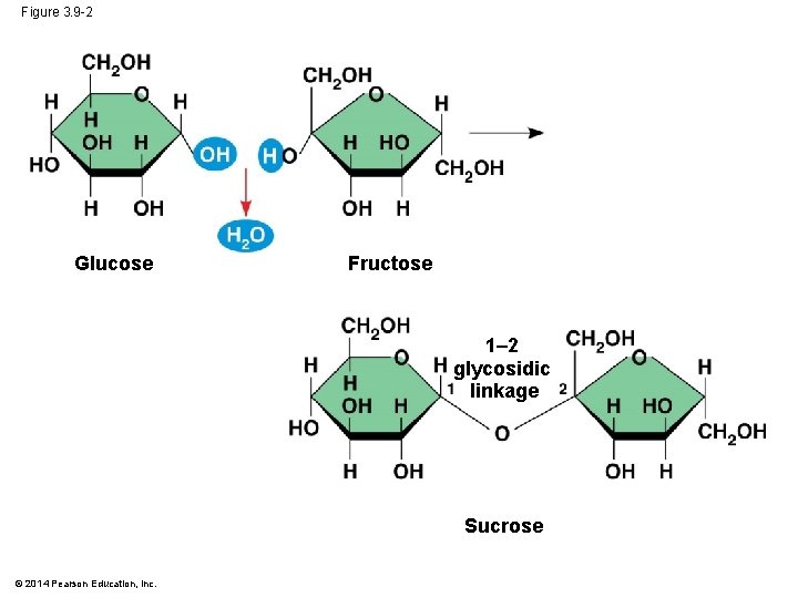 Figure 3. 9 -2 Glucose Fructose 1– 2 glycosidic linkage Sucrose © 2014 Pearson