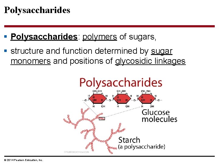 Polysaccharides § Polysaccharides: polymers of sugars, § structure and function determined by sugar monomers