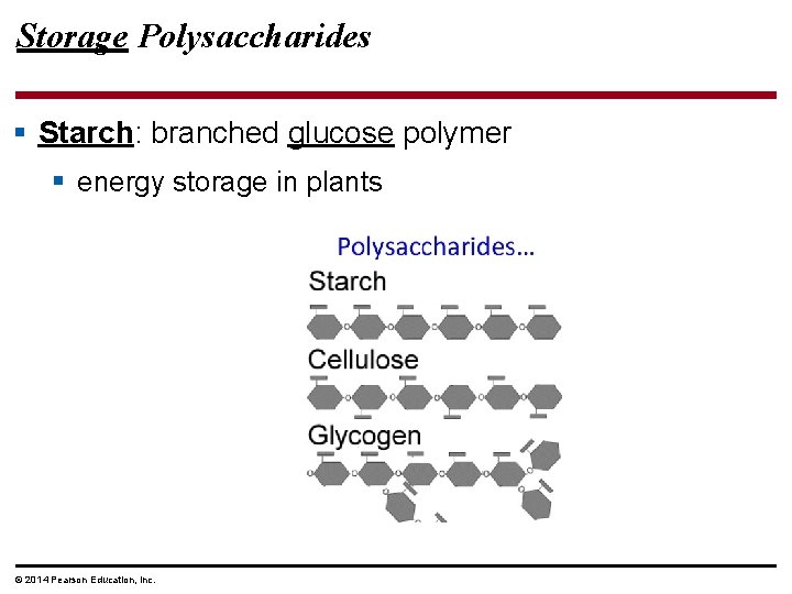 Storage Polysaccharides § Starch: branched glucose polymer § energy storage in plants © 2014