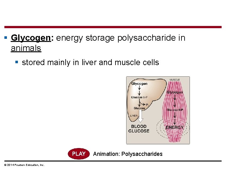 § Glycogen: energy storage polysaccharide in animals § stored mainly in liver and muscle