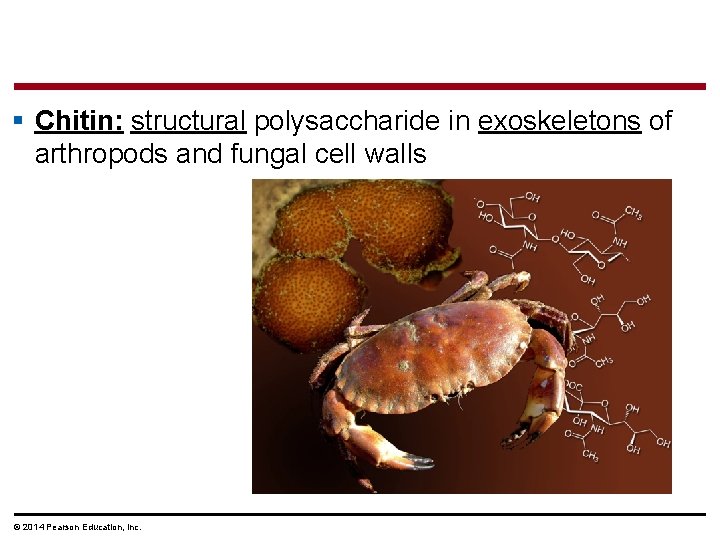 § Chitin: structural polysaccharide in exoskeletons of arthropods and fungal cell walls © 2014