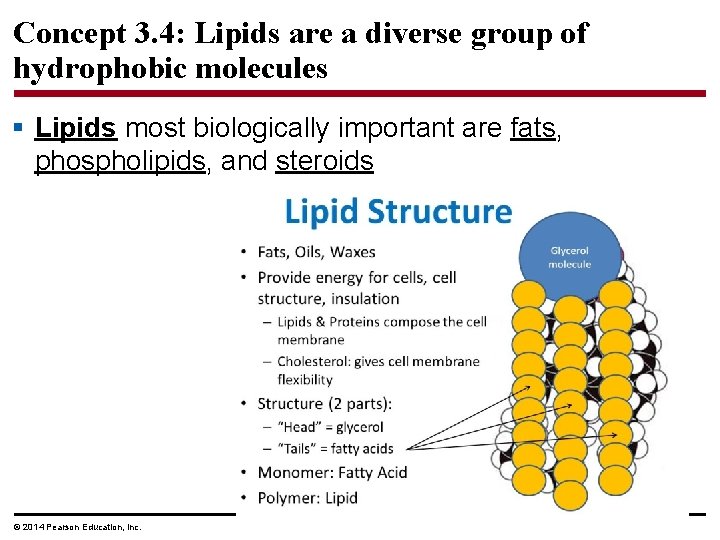 Concept 3. 4: Lipids are a diverse group of hydrophobic molecules § Lipids most