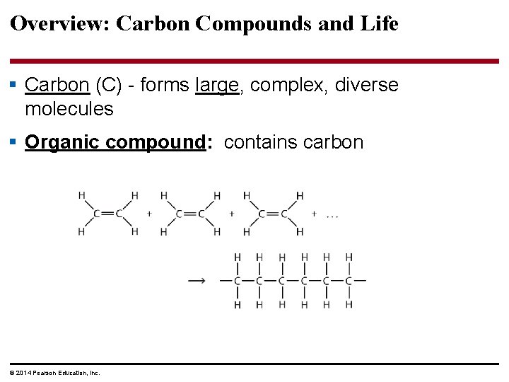 Overview: Carbon Compounds and Life § Carbon (C) - forms large, complex, diverse molecules
