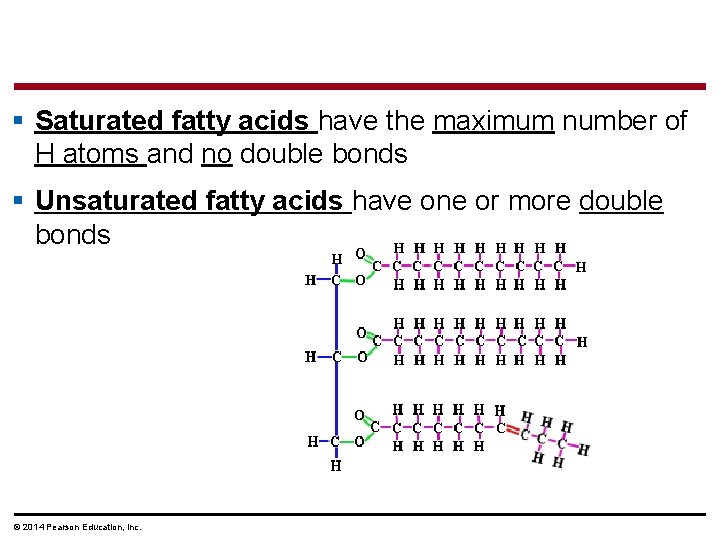 § Saturated fatty acids have the maximum number of H atoms and no double