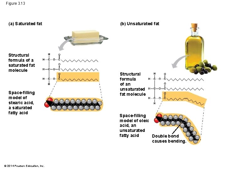 Figure 3. 13 (a) Saturated fat Structural formula of a saturated fat molecule Space-filling