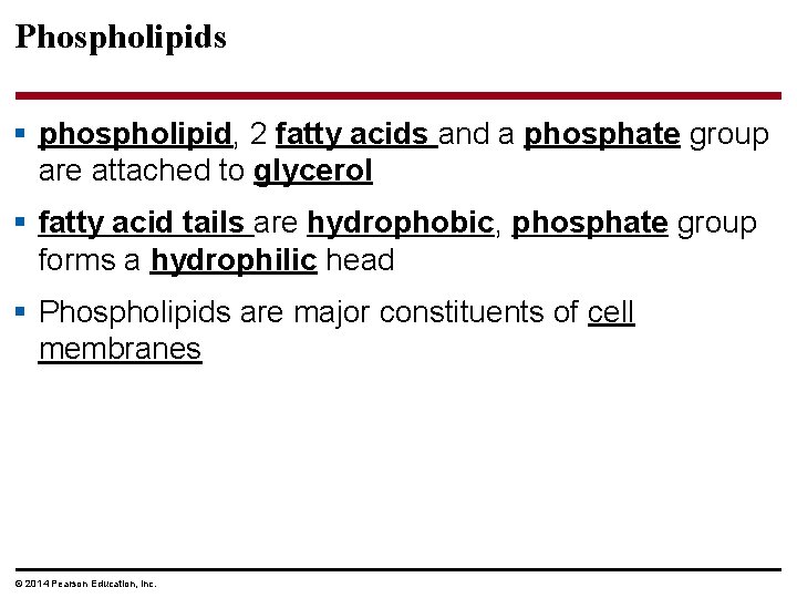 Phospholipids § phospholipid, 2 fatty acids and a phosphate group are attached to glycerol