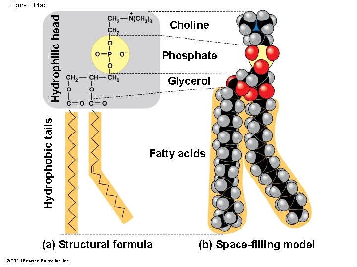 Hydrophobic tails Hydrophilic head Figure 3. 14 ab Choline Phosphate Glycerol Fatty acids (a)