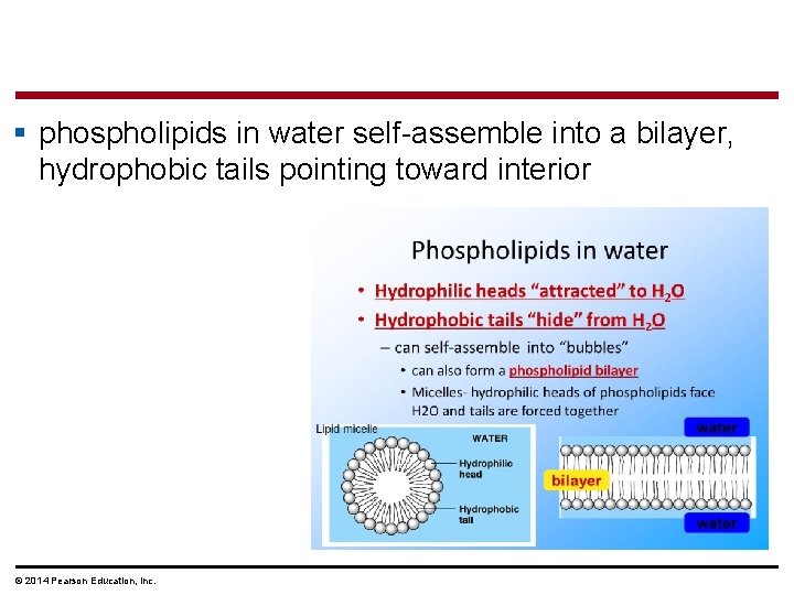 § phospholipids in water self-assemble into a bilayer, hydrophobic tails pointing toward interior ©