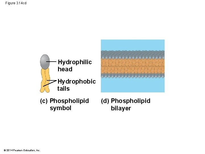 Figure 3. 14 cd Hydrophilic head Hydrophobic tails (c) Phospholipid symbol © 2014 Pearson