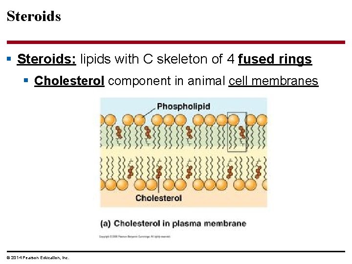 Steroids § Steroids: lipids with C skeleton of 4 fused rings § Cholesterol component