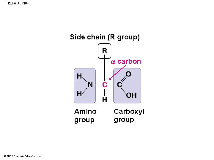 Figure 3. UN 04 Side chain (R group) carbon Amino group © 2014 Pearson