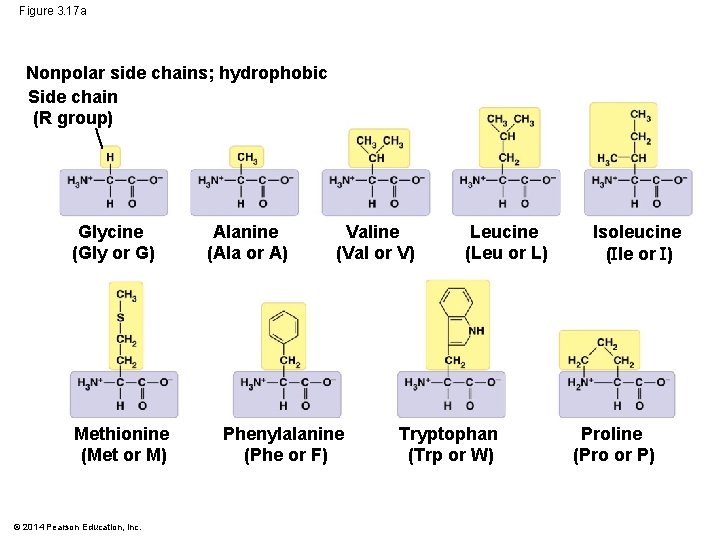 Figure 3. 17 a Nonpolar side chains; hydrophobic Side chain (R group) Glycine (Gly
