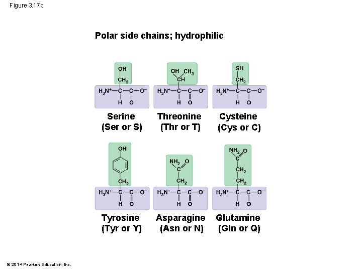 Figure 3. 17 b Polar side chains; hydrophilic © 2014 Pearson Education, Inc. Serine