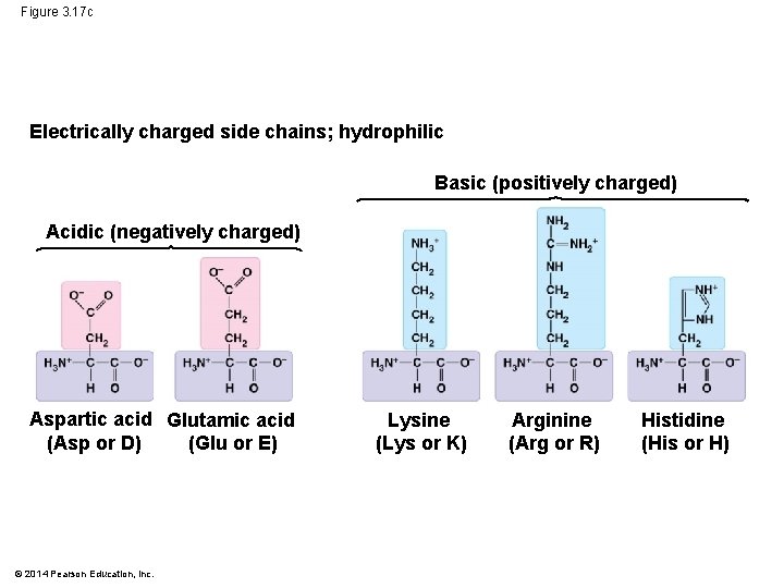 Figure 3. 17 c Electrically charged side chains; hydrophilic Basic (positively charged) Acidic (negatively