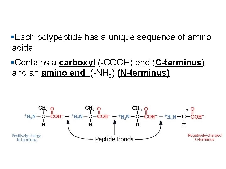 §Each polypeptide has a unique sequence of amino acids: §Contains a carboxyl (-COOH) end