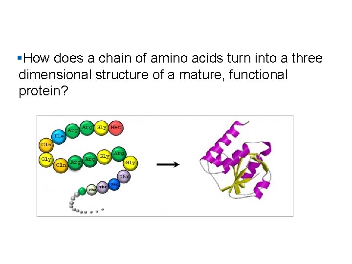 §How does a chain of amino acids turn into a three dimensional structure of