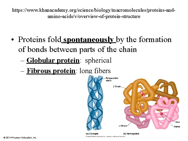 https: //www. khanacademy. org/science/biology/macromolecules/proteins-andamino-acids/v/overview-of-protein-structure • Proteins fold spontaneously by the formation of bonds between
