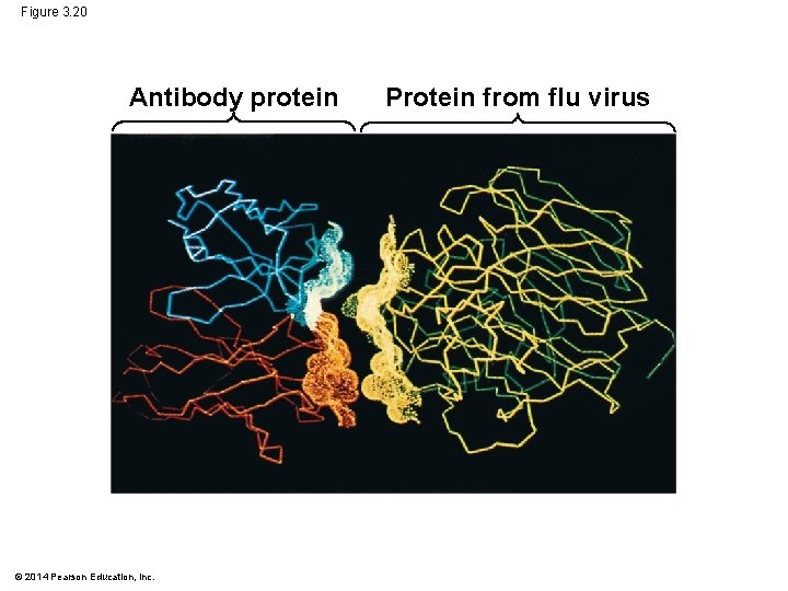 Figure 3. 20 Antibody protein © 2014 Pearson Education, Inc. Protein from flu virus