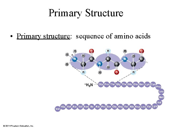 Primary Structure • Primary structure: sequence of amino acids © 2014 Pearson Education, Inc.