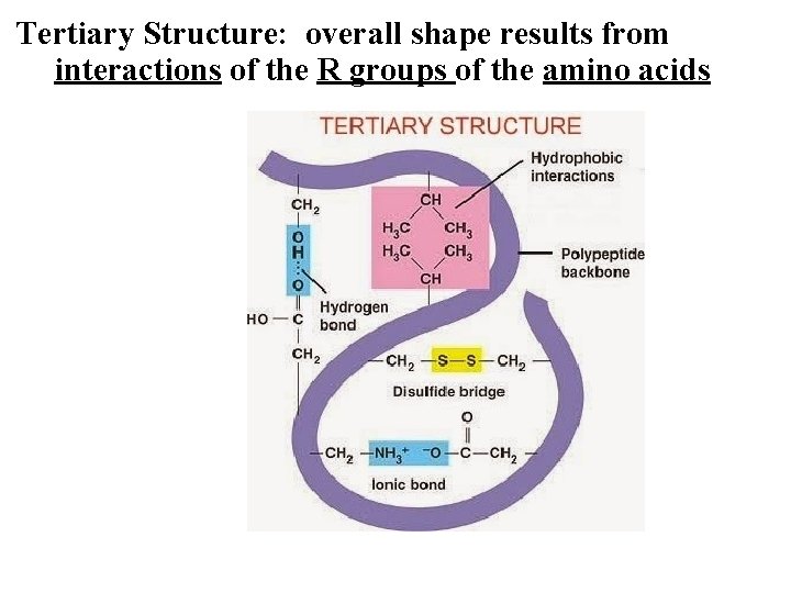 Tertiary Structure: overall shape results from interactions of the R groups of the amino