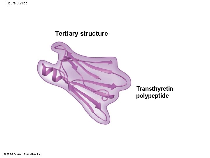 Figure 3. 21 bb Tertiary structure Transthyretin polypeptide © 2014 Pearson Education, Inc. 