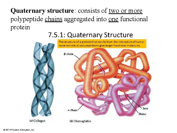 Quaternary structure: consists of two or more polypeptide chains aggregated into one functional protein