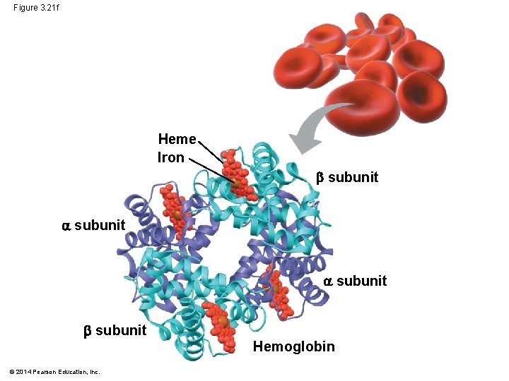 Figure 3. 21 f Heme Iron subunit Hemoglobin © 2014 Pearson Education, Inc. 