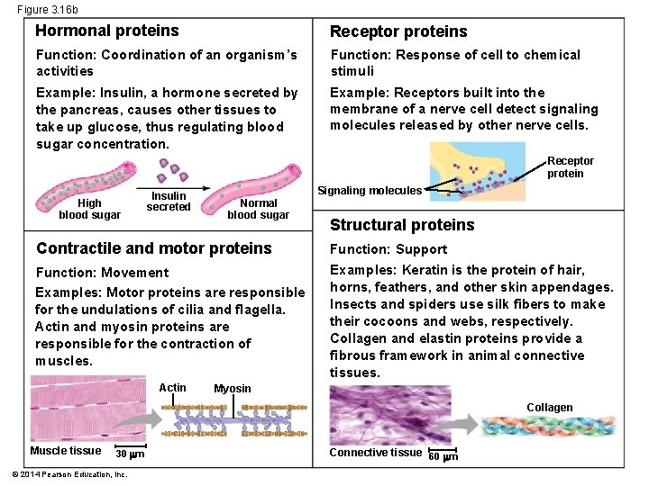 Figure 3. 16 b Hormonal proteins Receptor proteins Function: Coordination of an organism’s activities