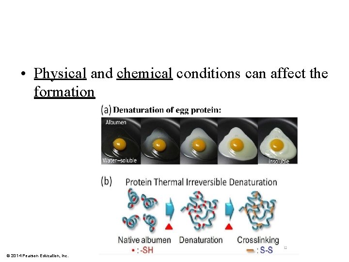  • Physical and chemical conditions can affect the formation © 2014 Pearson Education,